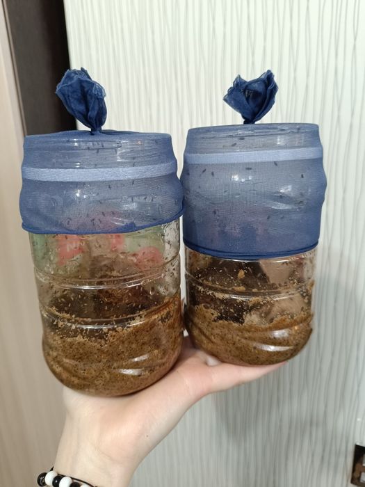 Мушка дрозофила НЕЛЕТАЮЩАЯ