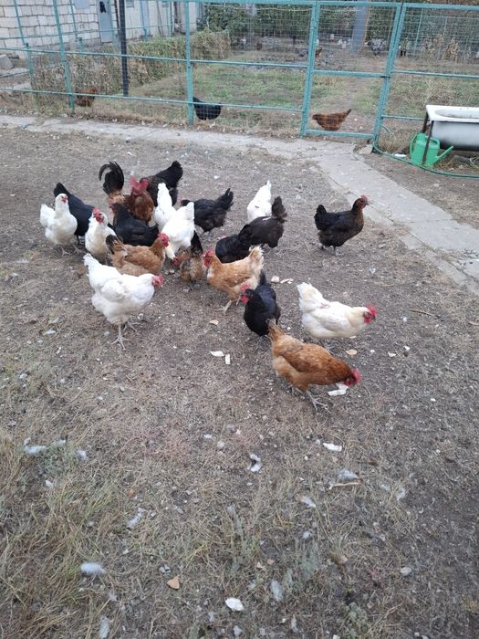 Продам домашние несушки