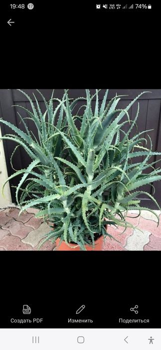 Алое лекарственный