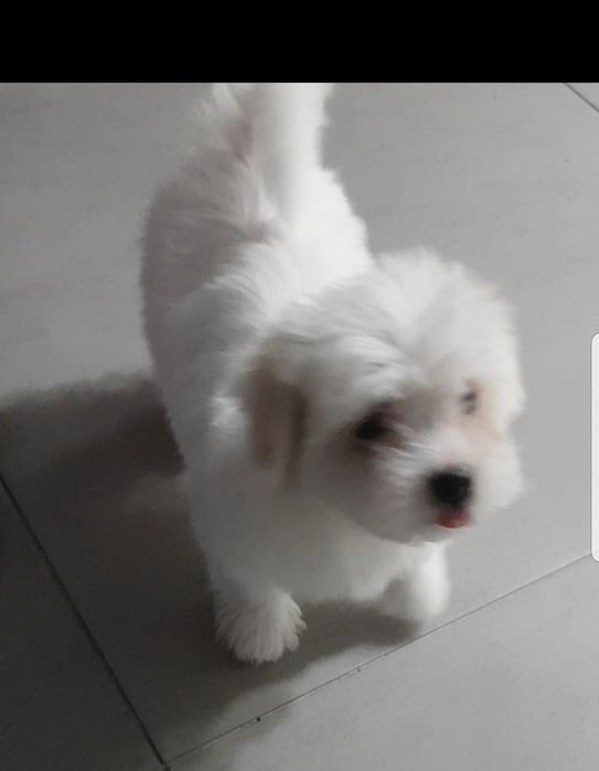 Bichon maltez talie mică