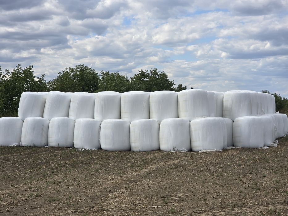 Baloti de porumb infoliati