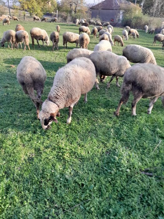 Продавам 45 Броя бременни овце