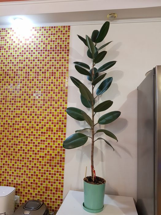 Продам фикус, 2 года