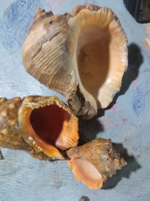 Ракушки натуральные