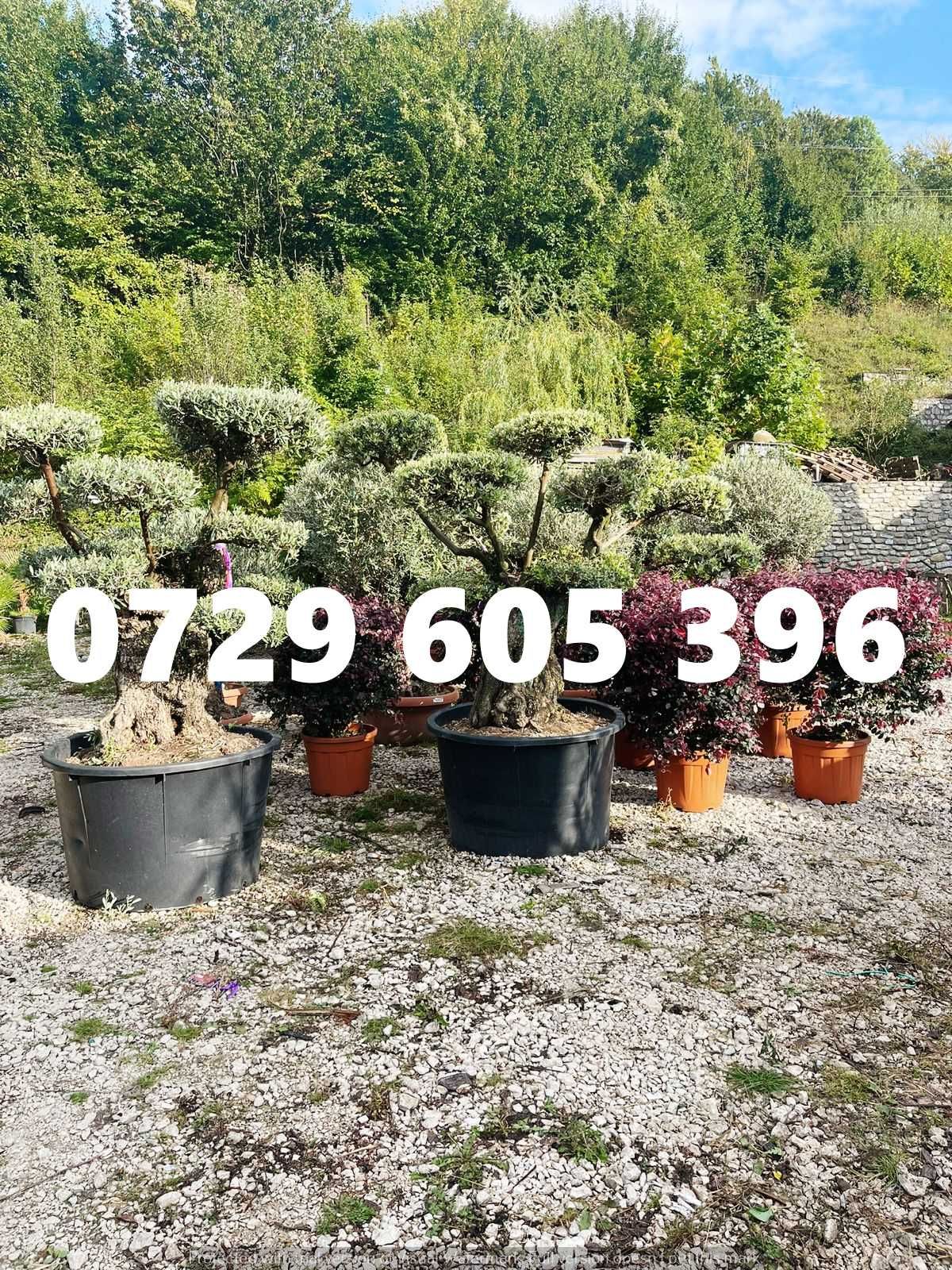 Livrare rapidă pentru cele mai frumoase plante