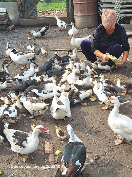 Rate mute din anul 2025