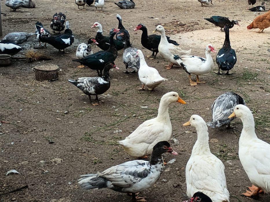 Vând rate mute tinere,  mai multe culori