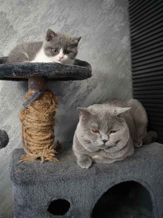 Британска късокосместа