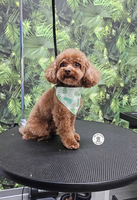 Frizerie canina și petshop