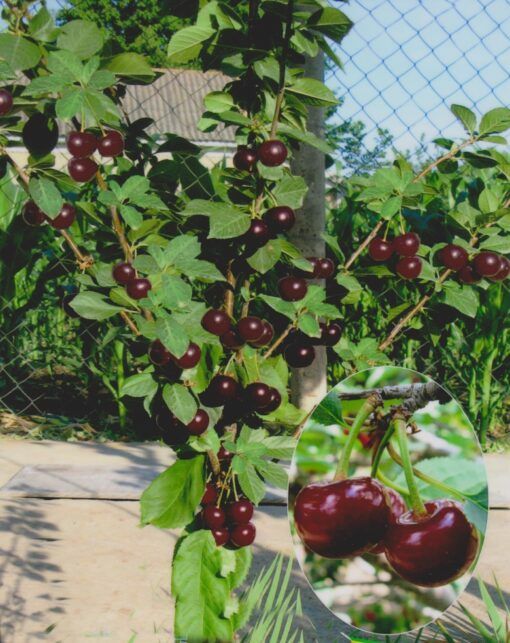 Visin (Soiul Rubina )