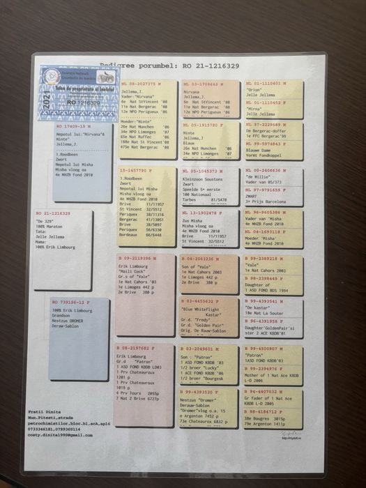 Porumbei fond maraton