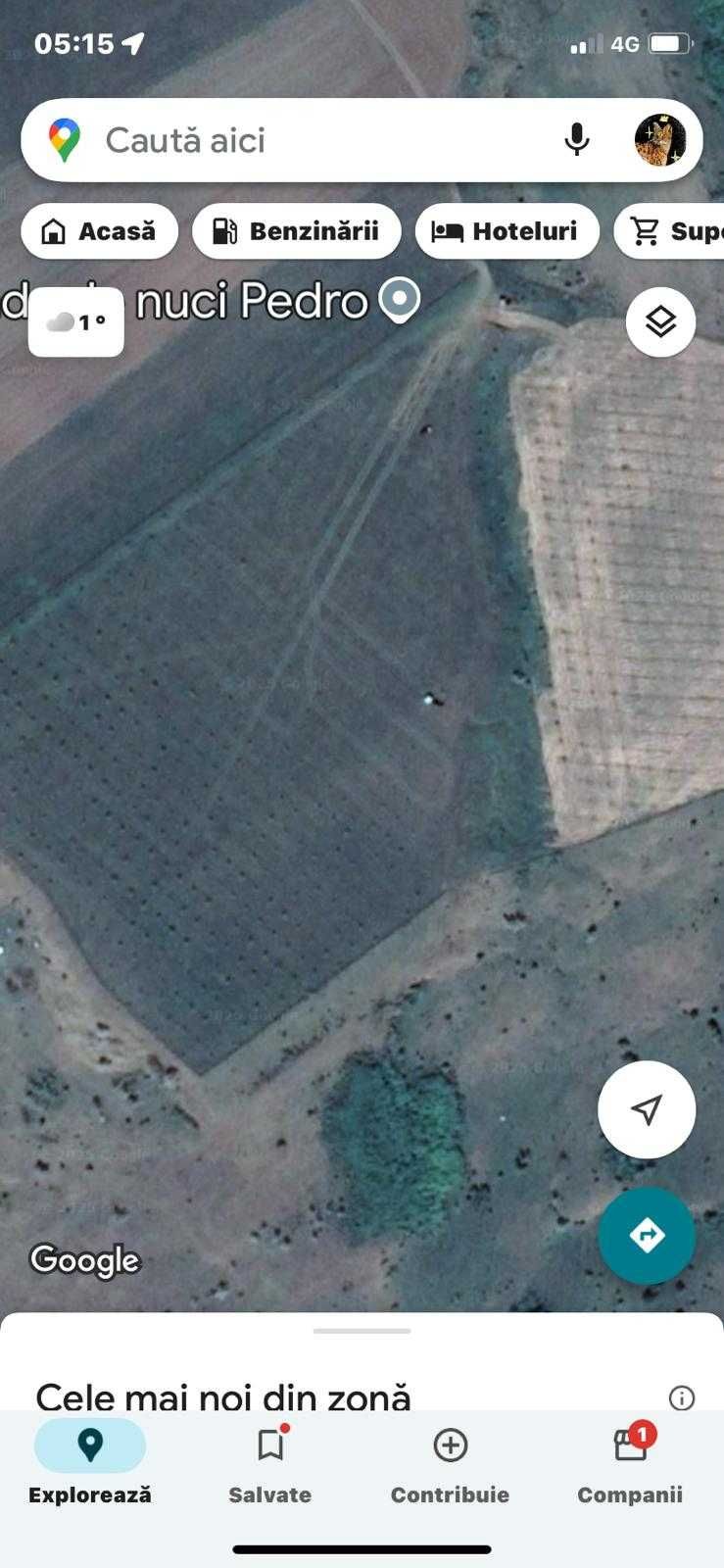 Livada nuci ecologic