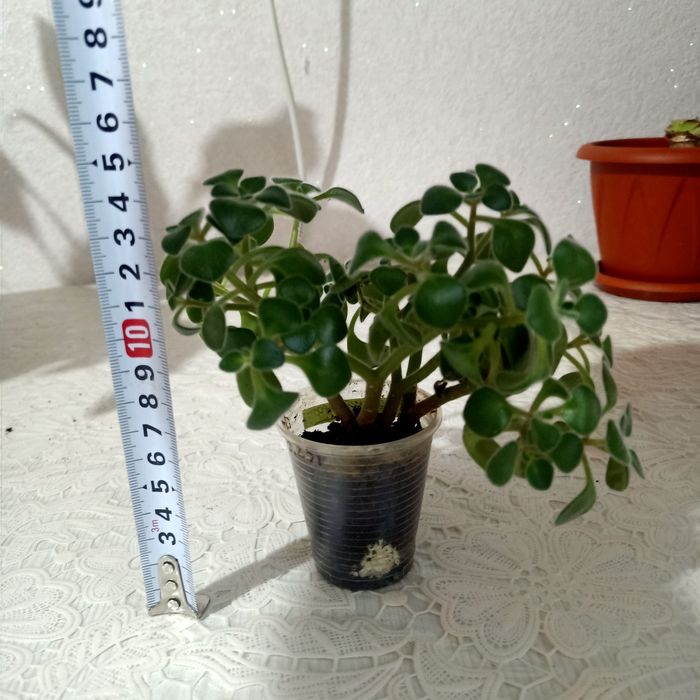 Продам укоренённые черенки