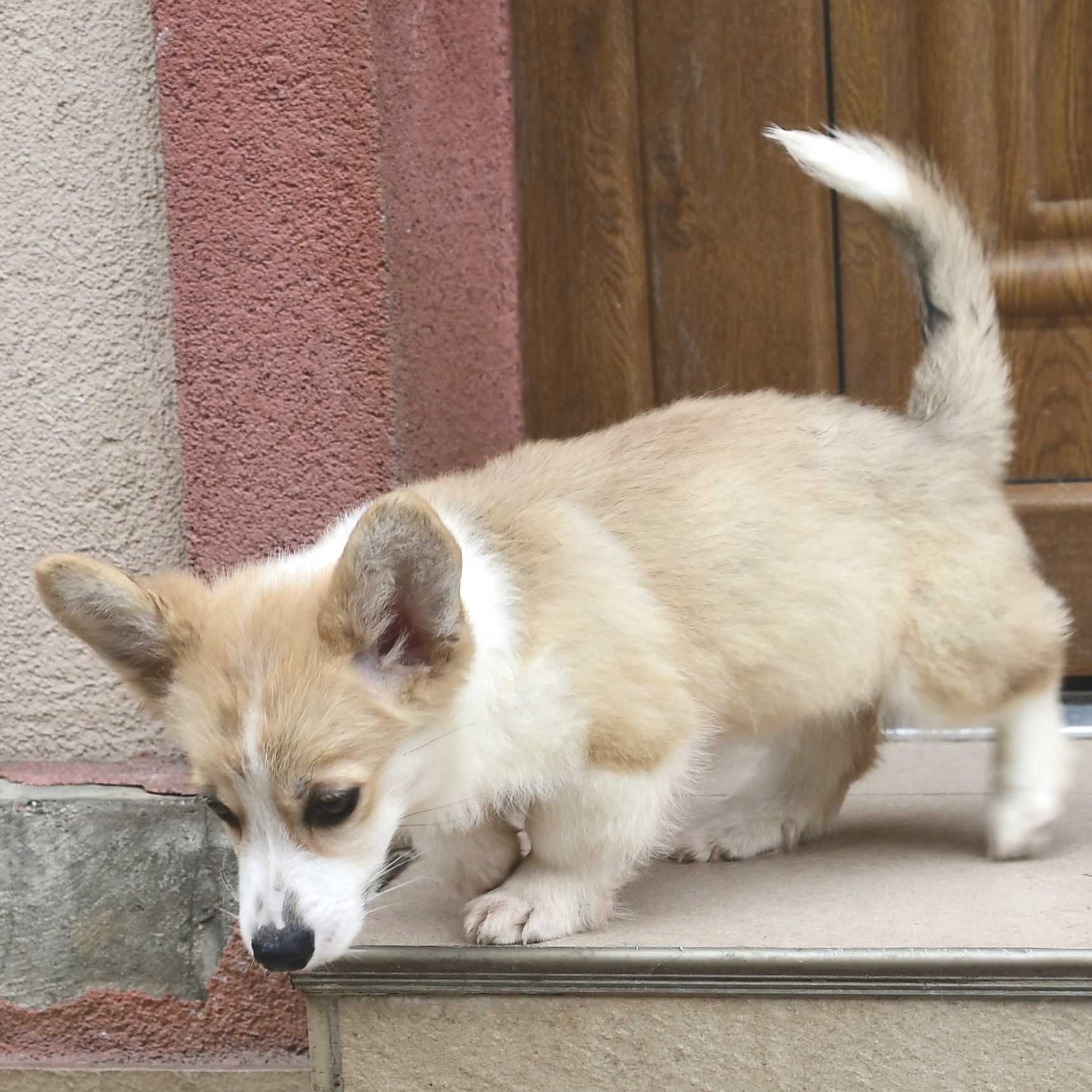 Descoperă Perfecțiunea! Femelă Corgi de Excepție Disponibilă Acum