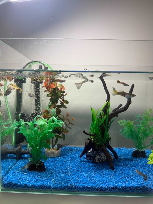 Acvariu 25L cu accesorii + guppy