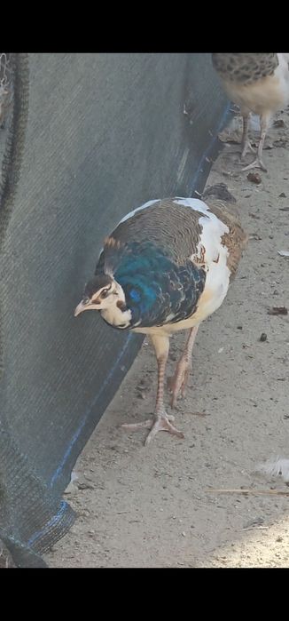 Pui de păun arlechin