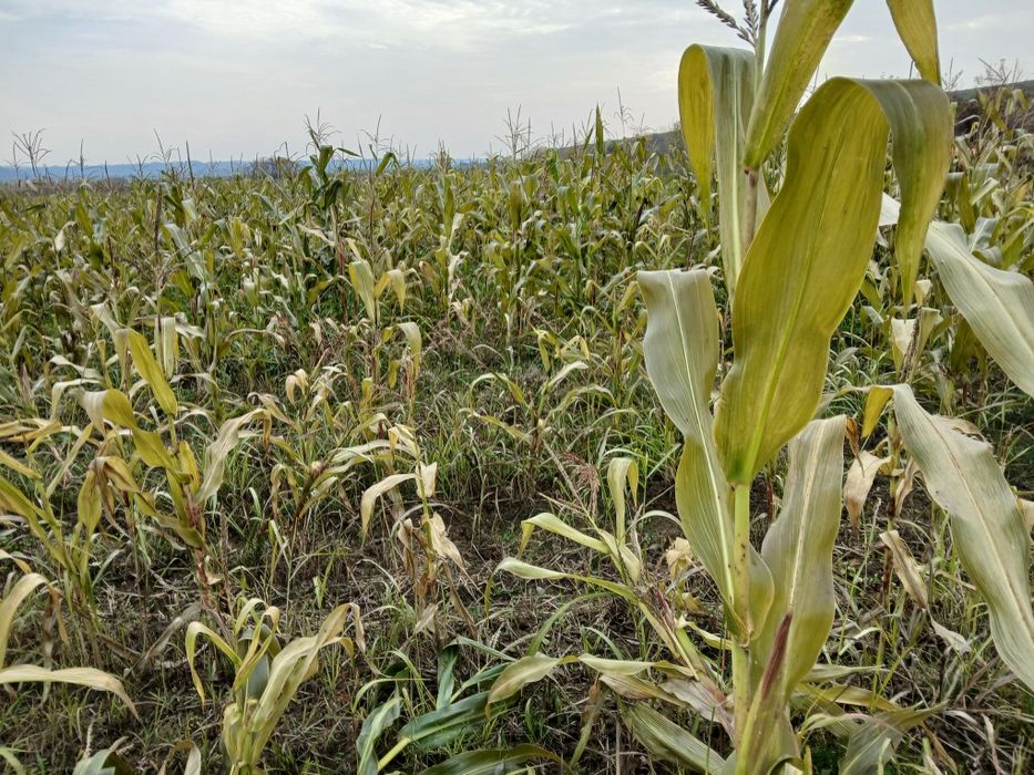 Porumb ,masa verde