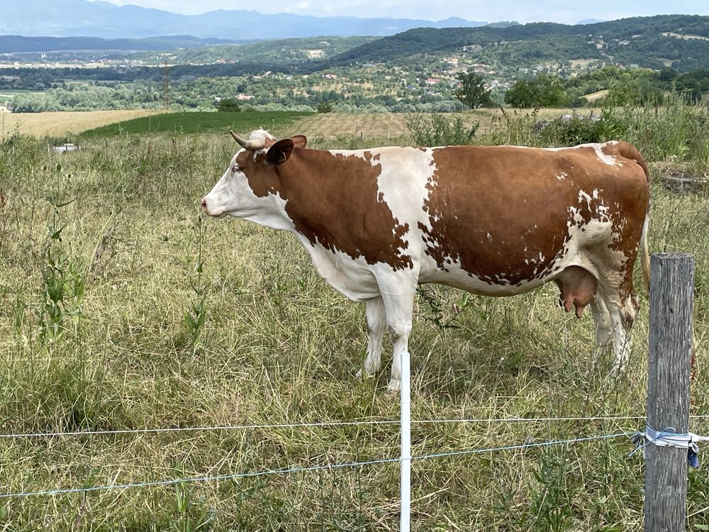 Vând vacă Bălțată Românească