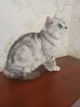Мушук шиншилла.скоттиш страйт