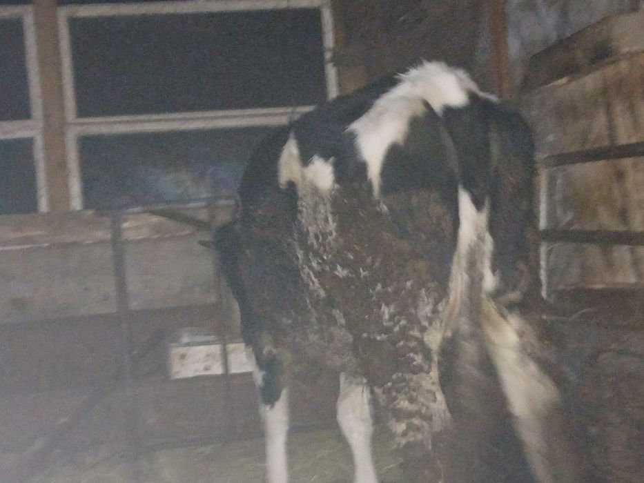 Vand vitea de aprx un an si 8 luni