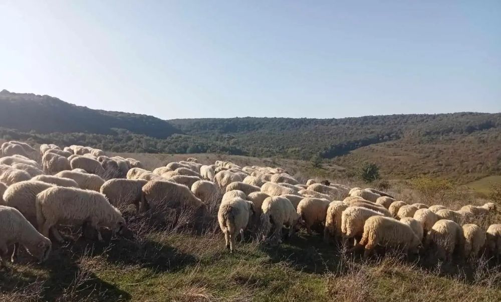 Vând  oi și mioare