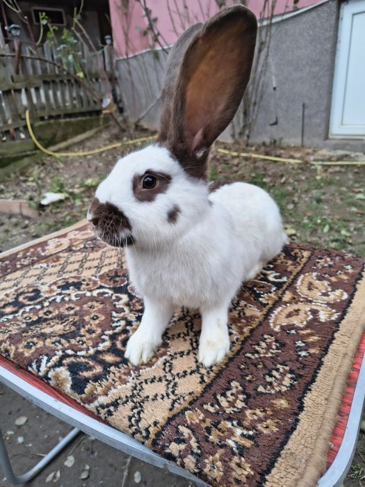 Mascul Pestriț German