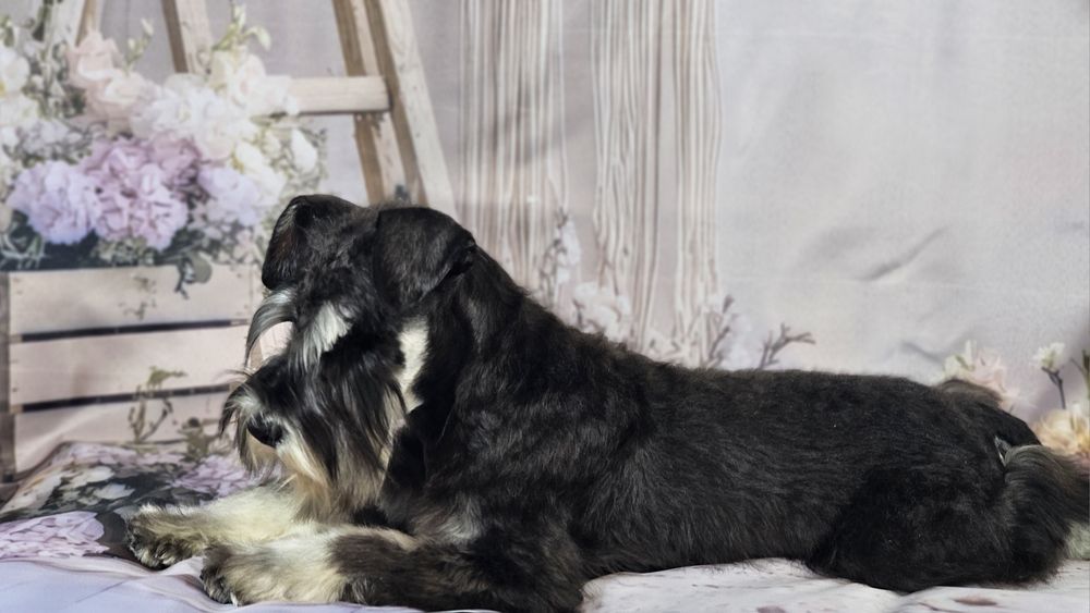 Schnauzer pitic negru argintiu - cu pedigree