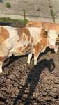 Vaca 3 ani  12 litri lapte  a doua fătare