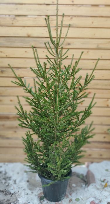 Живая зеленая елка, новогодние елки от 12000 тг.