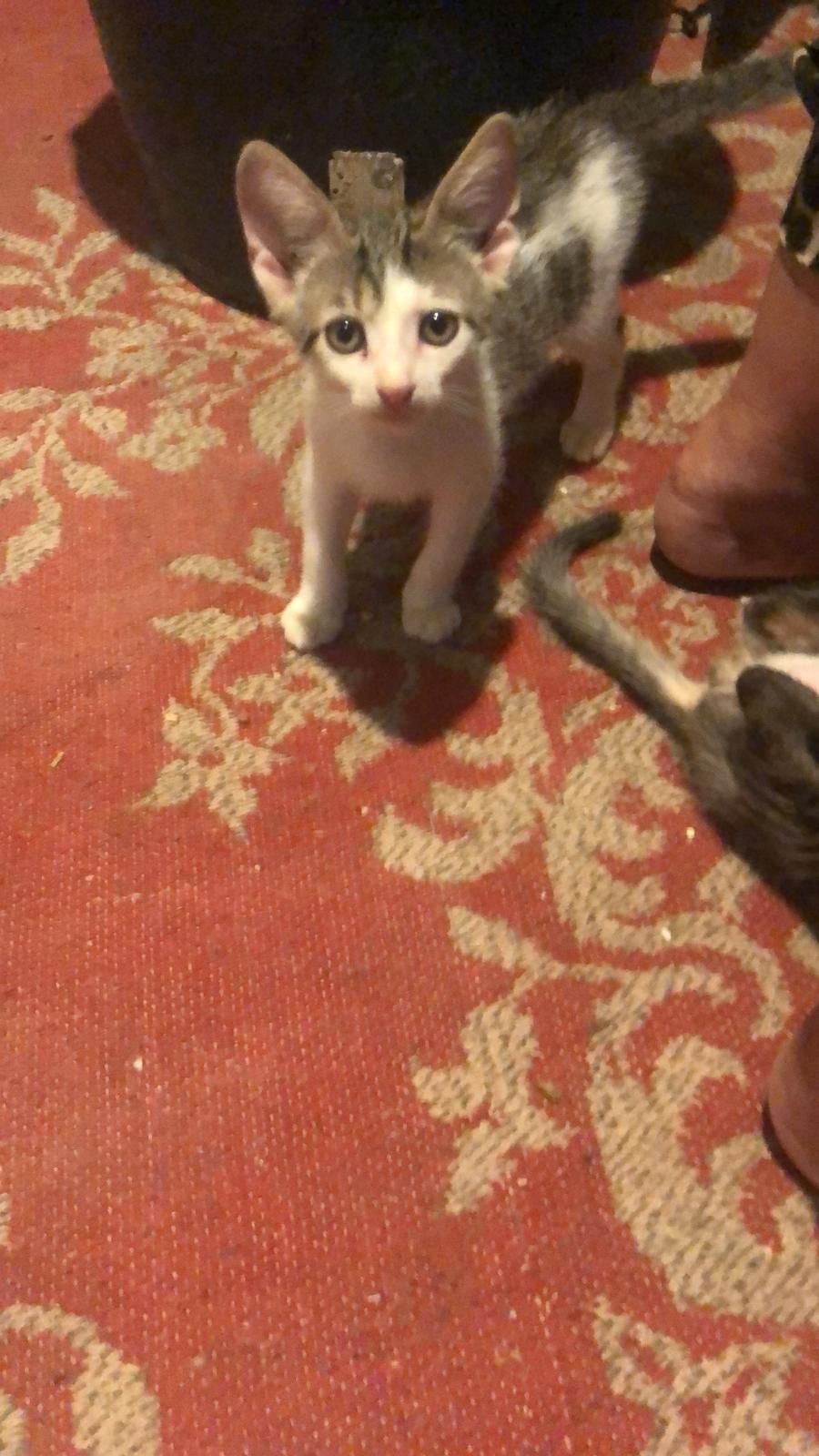 Pui de pisica adopție