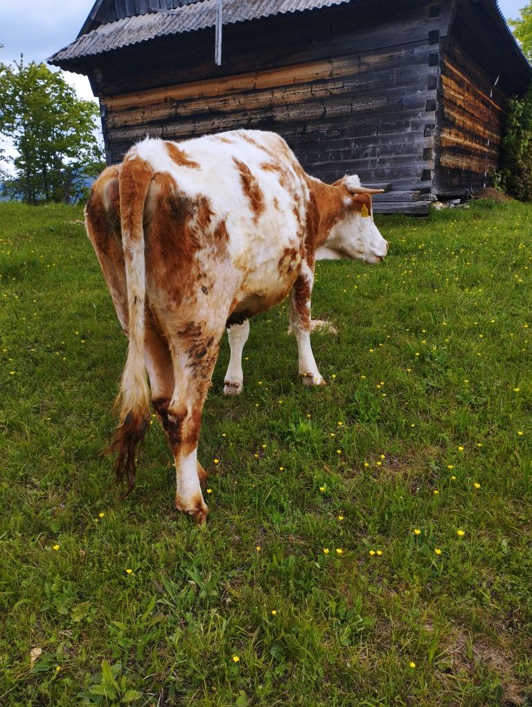Vaca tânără  de 4 ani