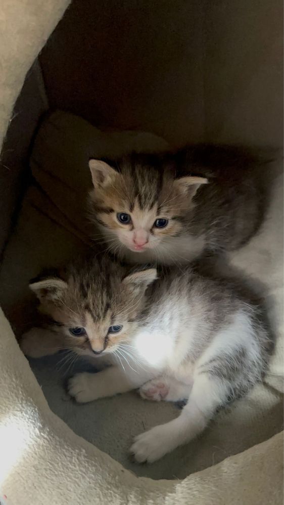 отдаем котят в хорошие руки