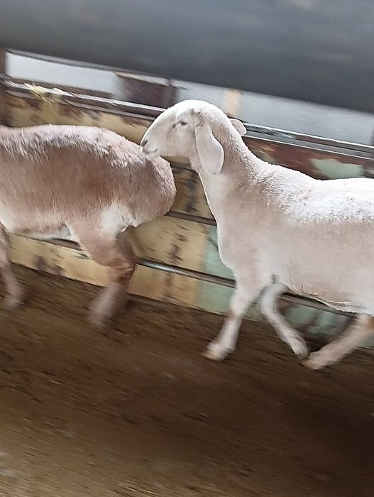 Afĝon qõy sotiladi