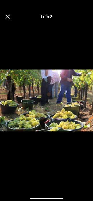 Struguri de vin.