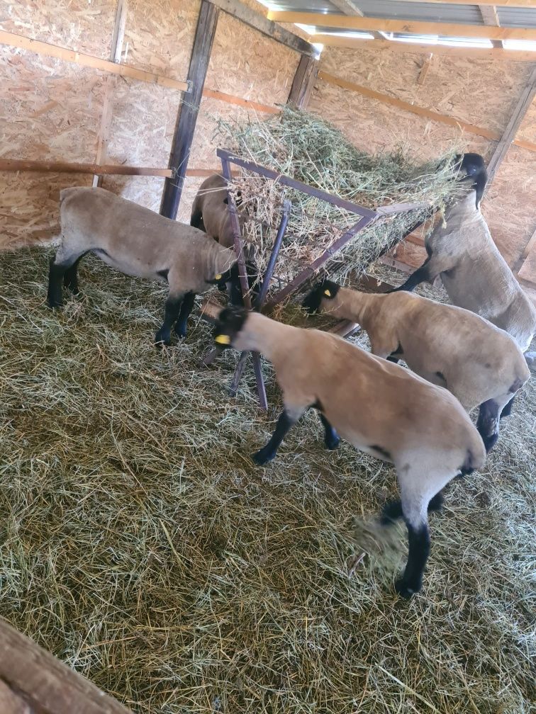 Oi  Suffolk de vânzare