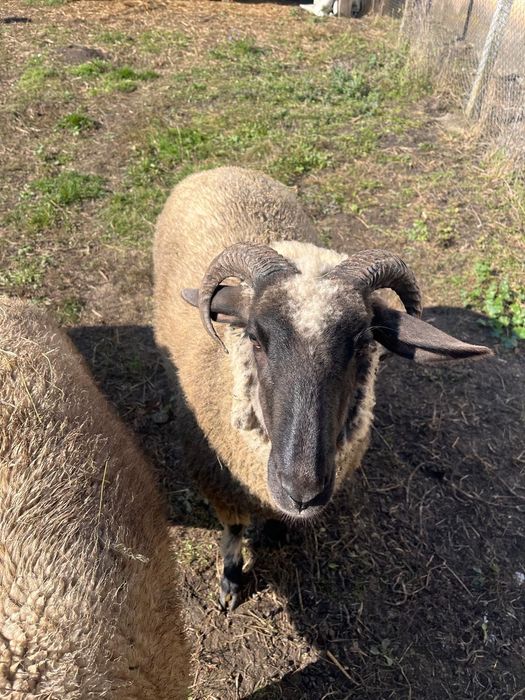 Oi tinere de carne, influență Suffolk – 15 lei/kg viu