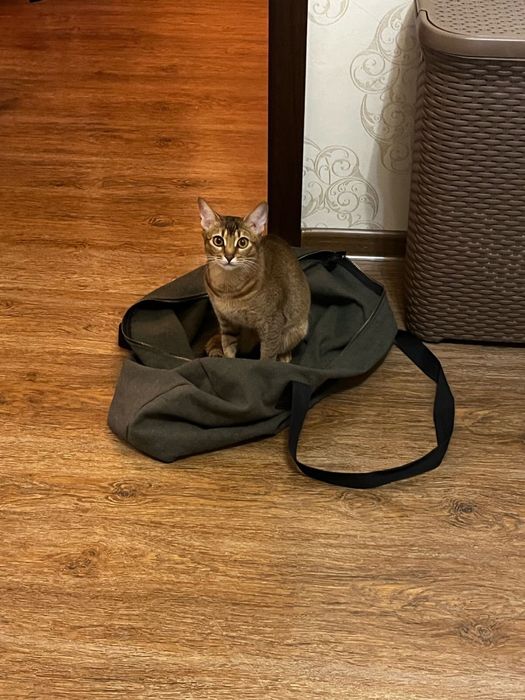 Отдам кошку в добрые руки