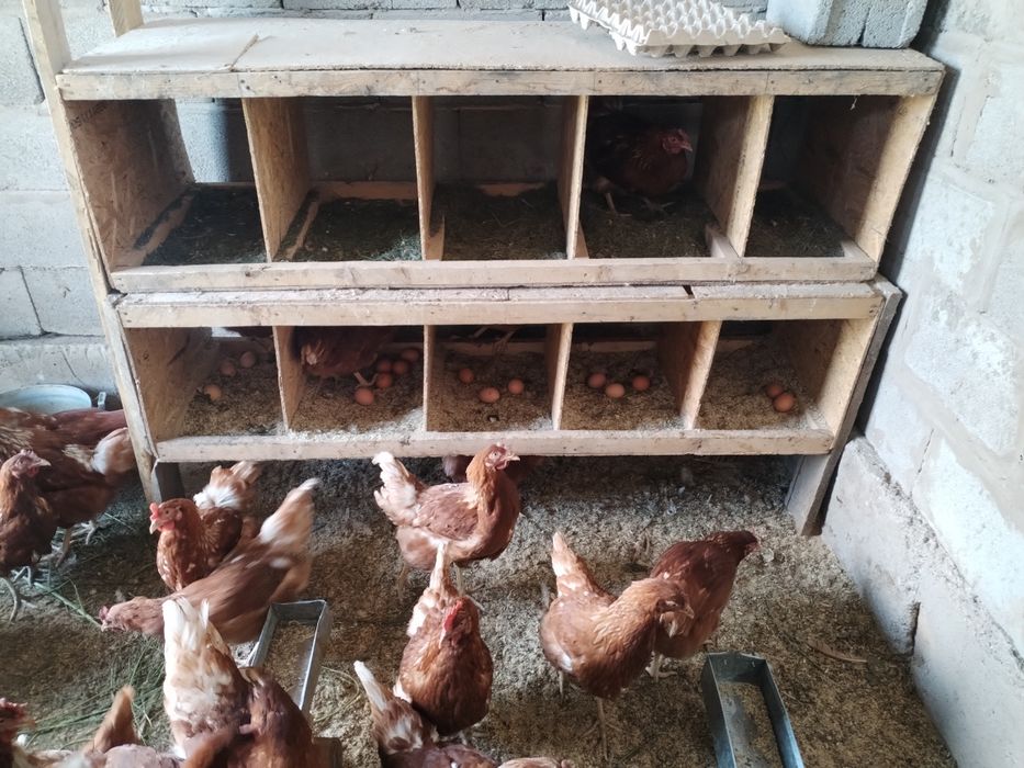 Куры несушки Ломан браун