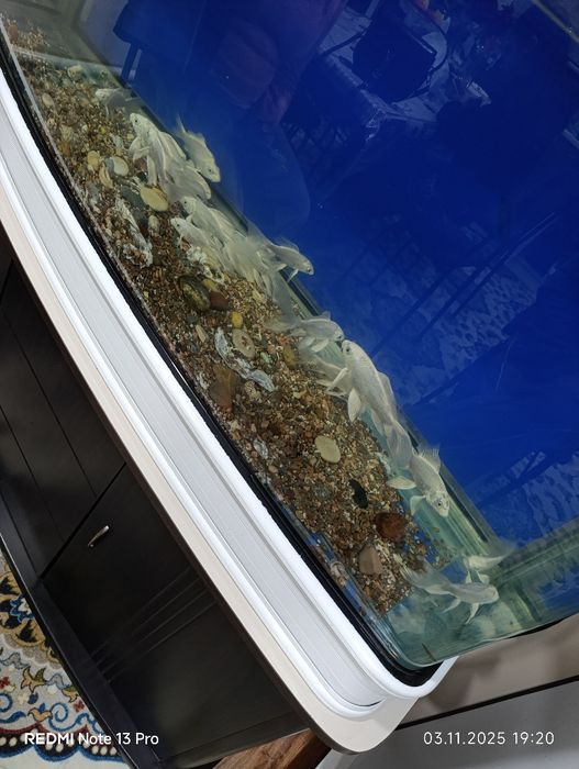 Коля баликлари сотилади