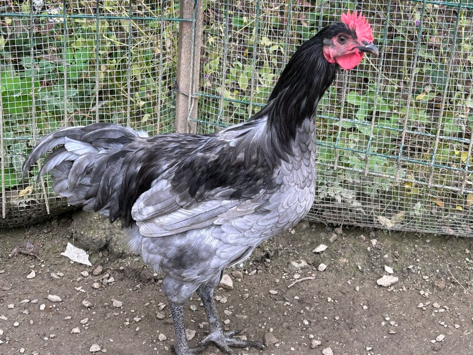 Cocoși tineri 2025 mătase japoneză / australorp