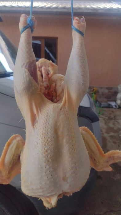 Vând curcani big 6 crescuti natural