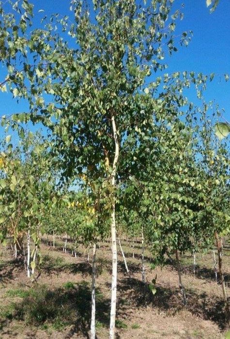 Vindem mesteacan tei frumos mirositor