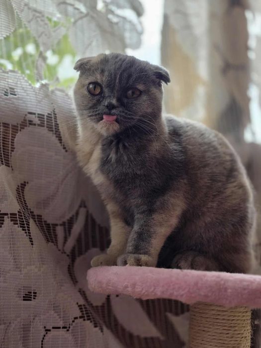 Шотландска клепоуха