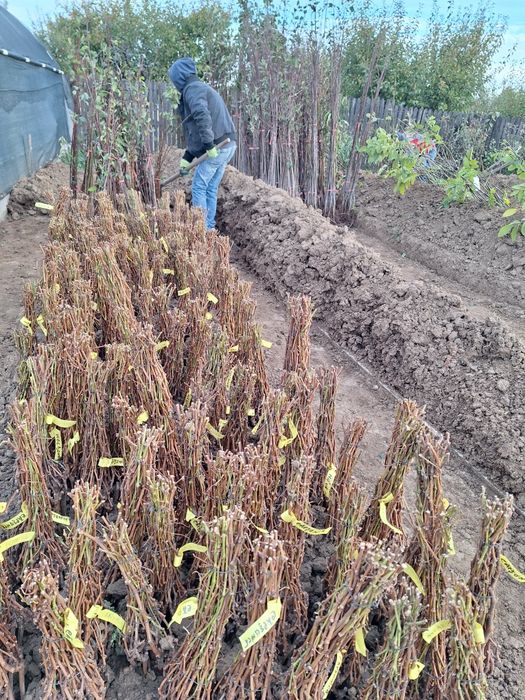 Pomi fructiferi diferite soiuri  plante ornamente  și  vită de vie