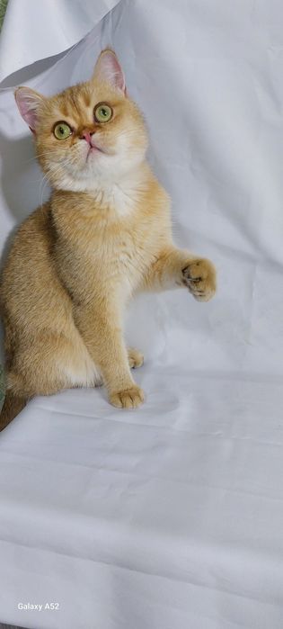 Продаётся  мальчик  очень  сладкий  и ласковый  породы  британский