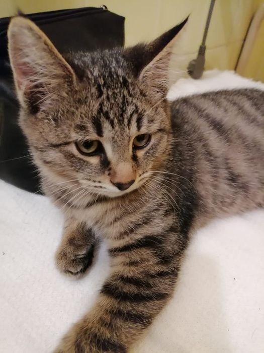 Отдам в добрые руки котят