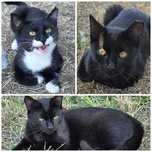 3 pui de pisică superbi și foarte blânzi pentru adopție