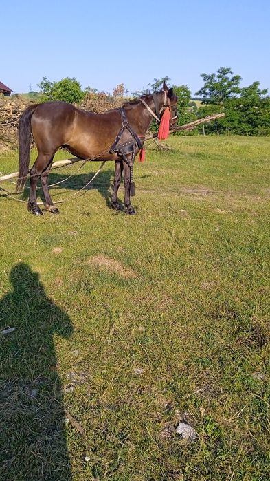 Iapa înhămată 7000 lei