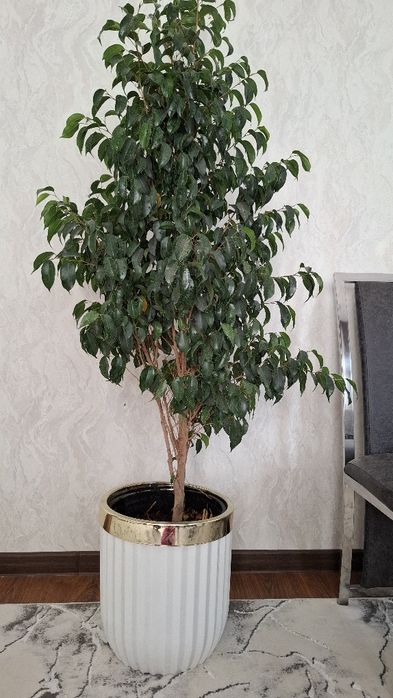 Uyda parvarishlangan xonaki gullar