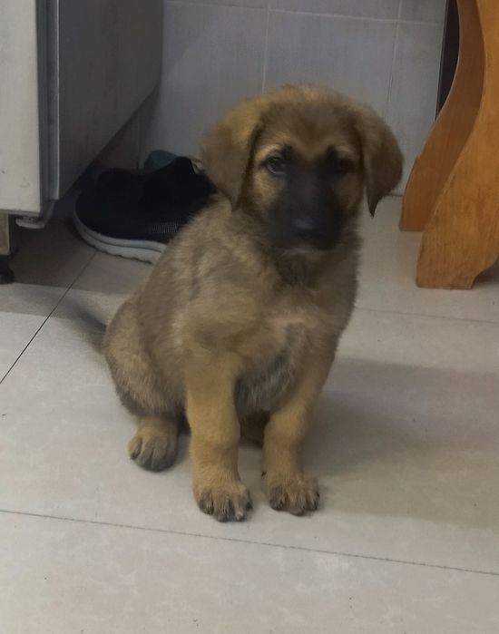 Продам собаку порода восточно-европейская овчарка